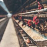 Di Balik Sepiring Ayam dan Telur ayam petelur