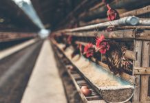 Di Balik Sepiring Ayam dan Telur ayam petelur