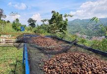Kopi Jawa Barat Tembus Inggris, Java Halu Coffee Ekspor 10 Ton Senilai Rp2,64 Miliar