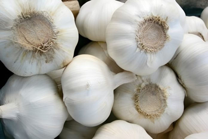 Bawang Putih