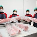 Rantai Nilai Tuna Diperkuat, Pendapatan Nelayan Tongke-Tongke Meningkat