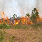 Karhutla Meluas di Sejumlah Daerah, 600 Hektare Way Kambas hingga 280 Hektare Klabat Terbakar Karhutla