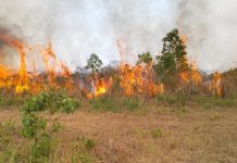 Karhutla Meluas di Sejumlah Daerah, 600 Hektare Way Kambas hingga 280 Hektare Klabat Terbakar Karhutla