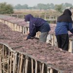 KKP dan UNDP Perkuat Budi Daya Rumput Laut Gracilaria di Sidoarjo