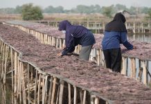KKP dan UNDP Perkuat Budi Daya Rumput Laut Gracilaria di Sidoarjo