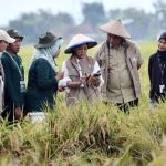 Digitalisasi Menjangkau Sentra Pangan