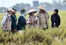 Digitalisasi Menjangkau Sentra Pangan