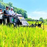 Produksi Padi Nasional Tembus 43,89 Juta Ton hingga Agustus 2026