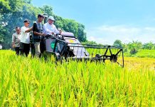 Produksi Padi Nasional Tembus 43,89 Juta Ton hingga Agustus 2026