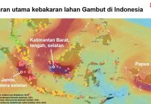 BRIN Kembangkan Singkong-APP, Inovasi Berbasis Pati Singkong untuk Tekan Kebakaran Gambut