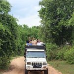 Sore di Minneriya National Park Sri Lanka, Satu Rombongan, Dunia dalam Satu Jip Minneriya