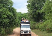 Sore di Minneriya National Park Sri Lanka, Satu Rombongan, Dunia dalam Satu Jip Minneriya