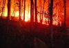 Strategi Amerika Serikat Menghadapi Ancaman Kebakaran Hutan Karhutla
