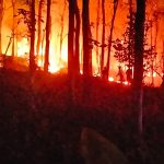 Karhutla Makin Berat, 186 Hektare Gambut Masih Terbakar di Enam Provinsi Karhutla
