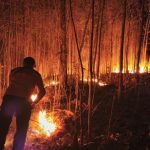 Karhutla Meluas di Raja Ampat, 357,5 Hektare Lahan Terbakar Karhutla
