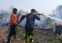 Karhutla Melanda Sejumlah Daerah, Puluhan Hektare Lahan Terbakar Karhutla