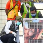 Indonesia Pulangkan Orangutan Sumatera Korban Perdagangan Ilegal dari India