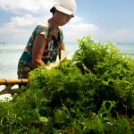 Rumput Laut Indonesia Disiapkan Jadi Raja Dunia lewat Action Plan 2026–2030 Rumput laut