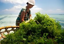 Rumput Laut Indonesia Disiapkan Jadi Raja Dunia lewat Action Plan 2026–2030 Rumput laut