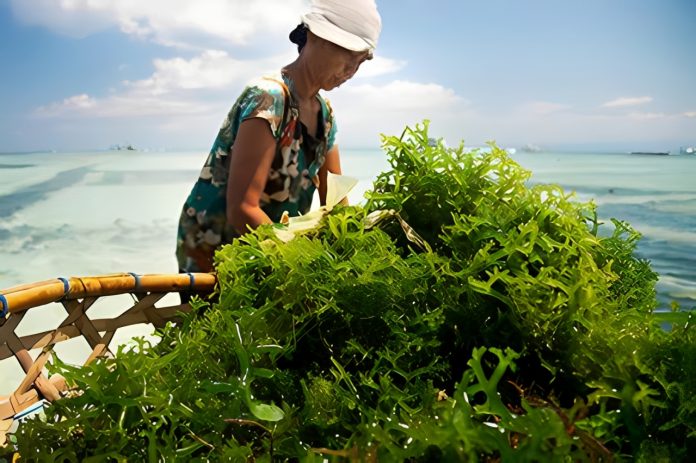 Rumput laut