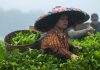 Teh Kejek Garut Bertahan di Tengah Krisis Perkebunan Teh Kejek