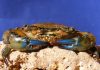 kepiting bakau