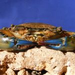 kepiting bakau
