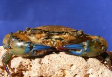 kepiting bakau