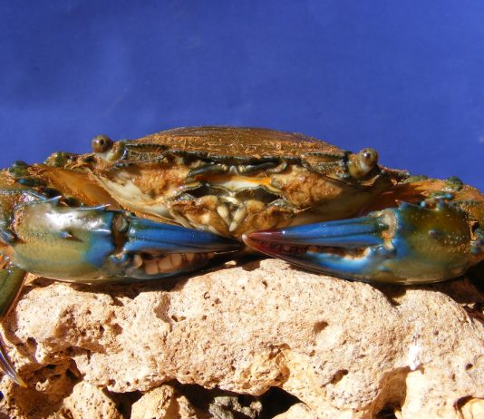 kepiting bakau