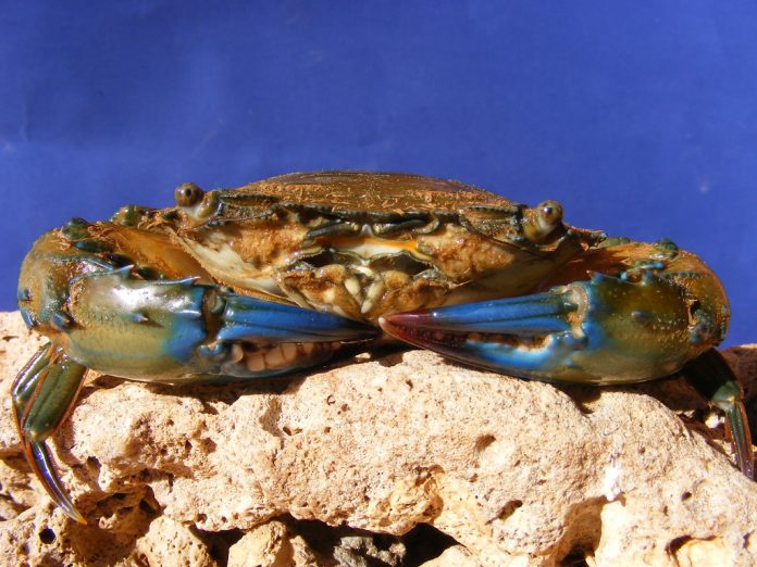 kepiting bakau kepiting bakau