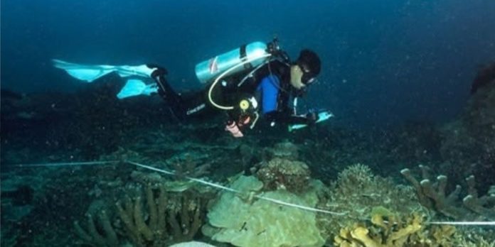 kkp-tetapkan-162-ribu-hektare-laut-di-kepala-burung-papua-sebagai-kawasan-konservasi-v8AX (1)
